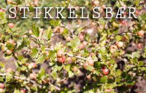 Stikkelsbær marmelade