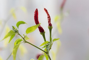 Chili - ghost pepper